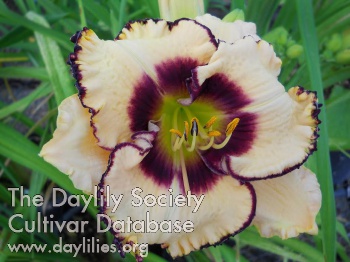 Daylily Loving Memories of Molly